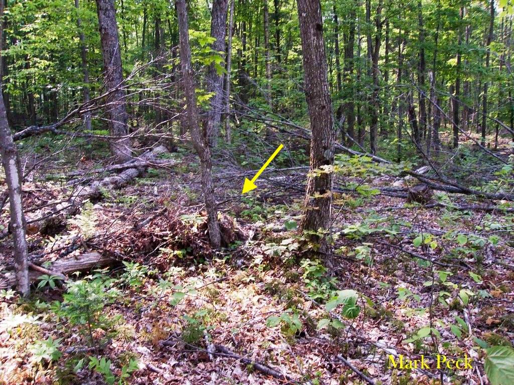 Ovenbird by Mark Peck Bird Photography is licensed under CC BY-NC-SA 2.0